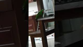 뉴기니아앵무새 코코