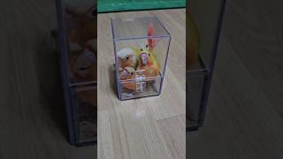 앵무새 인형? 나 누구? 여기 어디? 얼떨떨!!                                            #앵무새 #분양 #가정분양 #코뉴어