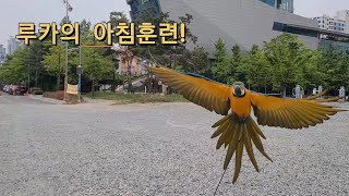청금강앵무새 루카의 자유비행 훈련