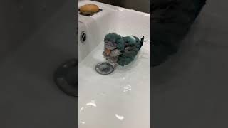 가을이의 첫 목욕 ( 블루퀘이커 / 앵무새 )