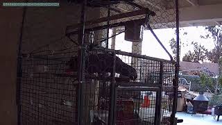 말잘하는 회색앵무새