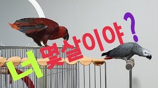 연구대상똘이뷰 너는 몇살인데 자꾸 나이를 물어봐~