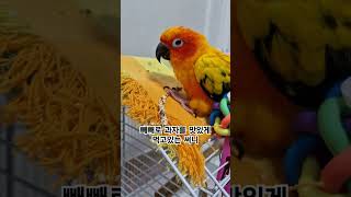 써니의 빼빼로 과자는 맛이 어떨까? #썬코뉴어 #parrot #앵무새 #과자 #snack #빼빼로 #pepero #맛있게 #deliciously #써니