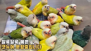 대구앵무새농장 코뉴어분양합니다