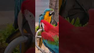 Gold Red Giant Macaw  금강엥무 청금강…
