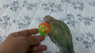 ❤누워서 장난감가지고 노는 코뉴어?