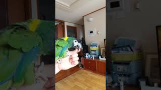 옐로우카라마카우 재롱이 호출