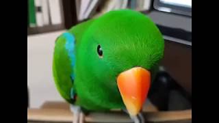 보헤미안랩소디 듣는 말하는 앵무새 뉴기니아 타미