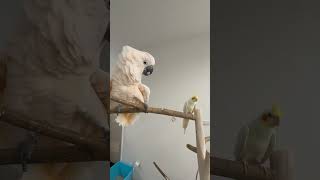 That’s a scary banana? #parrot #cockapoo #cockatoo #birds