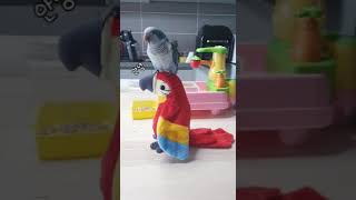 퀘이커앵무새 순도리 (애교쟁이 너~~ 오늘도 귀염앵짝 …