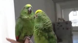 듀엣 재미있는 노래 앵무새 아마존