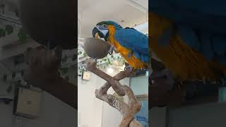 청금강앵무먹방