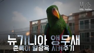 뉴기니아 앵무 춘록이 아침 시작
