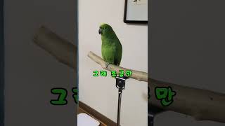 아리 근황입니다. #말하는 #parrot #아리 #아마…