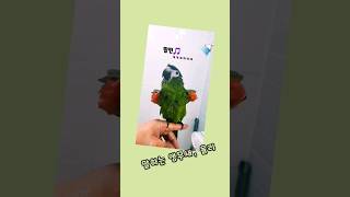 그렇게~신나❓️ㅋㅋ #한스마카우 #말하는앵무새