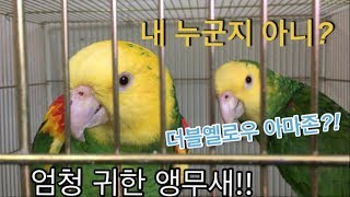 앵무새농장(D&M parrots farm)_사이테스1급?!아마존?!