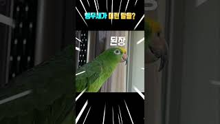 앵그리버드 실사판 / 다시 돌아온 앵그리버드