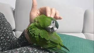 꽁패.한스마카우.앵무새.엄마 말 잘듣는 뽀미.2021.4.27