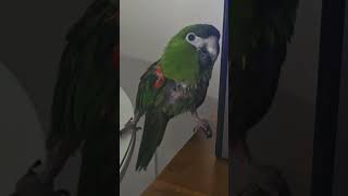 @앵무새. 한스마카우.13세. 남자. 이름: 지루비.