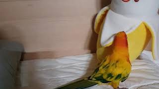 썬코뉴어의 공격성 그리고 한스의 무능력