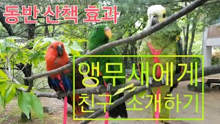 뉴기니아 앵무새와 아마존 앵무새