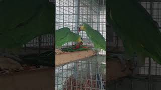 울 아마존C는 사람이 안 볼땐 먹이 먹으러 날라 오고 사람이 볼땐 이렇게 게가 되어 옵니다