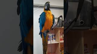 청금강앵무새 망고 안녕