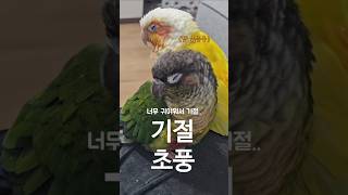 앵무새가 졸릴 때 더 귀여운 이유!    #코뉴어 #코…