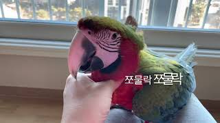 할리퀸마카우 루카는 뭐하고 놀까요?