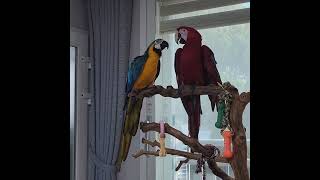 상구가 말을 알려줘요♡♡   #마카우 #말하는 앵무새 …