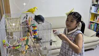 장난꾸러기 앵무새#누나랑 술래잡기#퀘이커앵무새