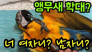 앵무새 성별검사가 나왔습니다.