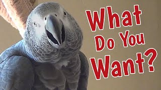 What do you want Einstein?