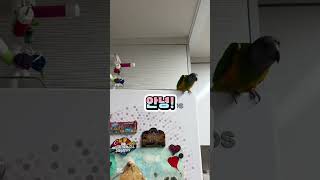 덕배는 안녕무새 #세네갈앵무 #루티노퀘이커 #parro…