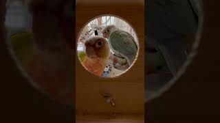 까꿍 ~ #코뉴어 #앵무새키우기 #앵무새 #birds #코뉴어