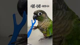 치실 하는 앵무새?! 청결 끝판왕 호디의 루틴