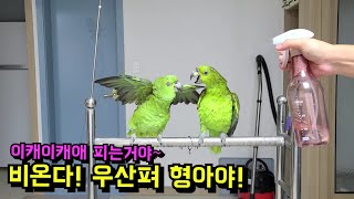 아마존 앵무새 목욕하는 날~