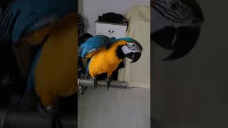 총 쐈다 손들어? #shorts #청금강