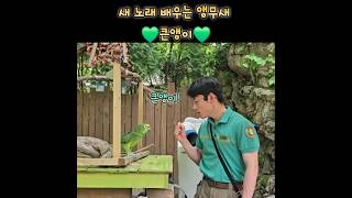 폭염일 때 난 노래를 해더울수록 신나는  노랑이마아마존…