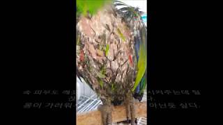 self injury Eclectus parrot th…