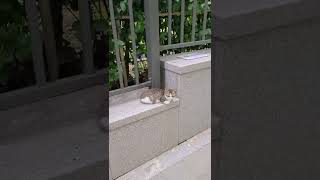 길고양이 미묘와 앵무새 한스마카우 기묘한 동거 가능할지