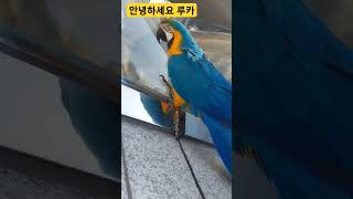 안녕하세요 루카 #parrot #앵무새 #macaw #청금강 #청금강앵무새 #animal #동물 #마카우