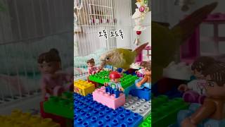 코뉴어 앵무새 코코의 다이어트 비법#앵무새#코뉴어앵무새…