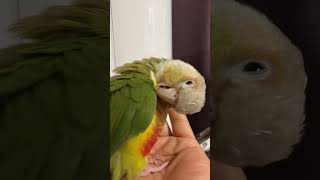 소망이의 일상(코뉴어)