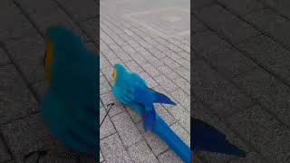 돌 던지기 놀이 #청금강 #청금강앵무새 #마카우 #parrot #macaw #앵무새 #동물 #반려동물 #애완동물 #animal #루카 #산책