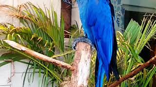 Blue Parrot- Hyacinth Macaw
