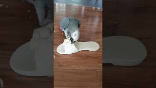 [연구대상]똘이&뉴기니아앵무:루비때문에 스트레스받은 똘이가 엄마 슬리퍼로 풀어요