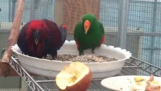 [아가새농장] 밥 먹는 뉴기니아