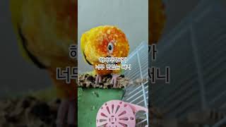 써니가 가장 좋아하는 해바라기씨 간식~ #썬코뉴어 #parrot #앵무새 #해바라기씨 #sunflower seeds #좋아하는 #favorite #간식 #snack  #써니