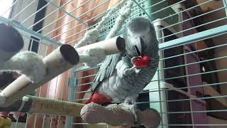 #회색앵무 하늘이 딸기먹방~옴뇸뇸 맛있게도 먹네^^